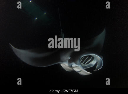 A coastal manta ray (Manta alfredi) piomba con garbo sulla barriera corallina dagli impianti offshore di Kona, Hawaii Foto Stock