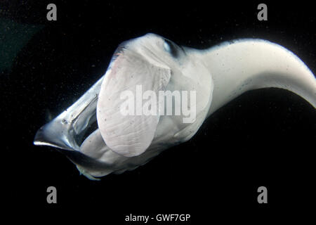 A coastal manta ray (Manta alfredi) piomba con garbo sulla barriera corallina dagli impianti offshore di Kona, Hawaii Foto Stock