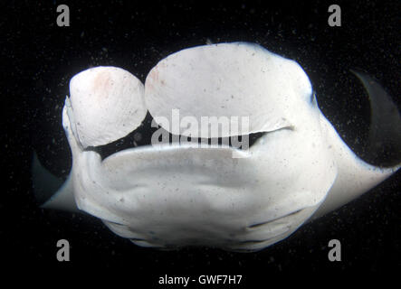 A coastal manta ray (Manta alfredi) piomba con garbo sulla barriera corallina dagli impianti offshore di Kona, Hawaii Foto Stock