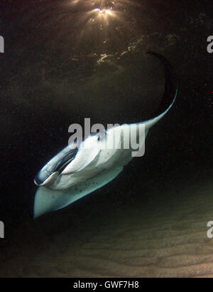 A coastal manta ray (Manta alfredi) piomba con garbo sulla barriera corallina dagli impianti offshore di Kona, Hawaii Foto Stock