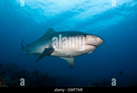 Un squalo tigre nuota sopra la barriera corallina di Kona, Hawaii Foto Stock