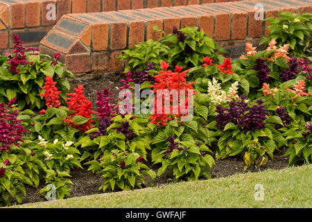 Multi-colore di annuari, salvia, fiori di colore rosso brillante, rosso scuro, arancione e crema con il verde smeraldo di foglie marrone contro un muro di mattoni Foto Stock