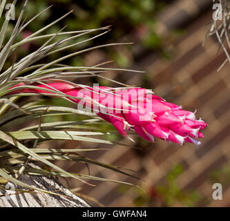 Rosa vivaci brattee e piccoli fiori bianchi che emergono dal grigio verde foglie di Tillandsia houston, aria, impianto di bromeliad, su sfondo marrone Foto Stock