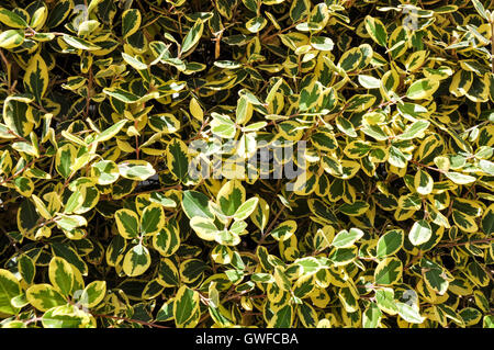 Primo piano dello smeraldo e oro euonymus arbusto con piccole foglie verdi ribaltata in giallo in Western Australia. Foto Stock