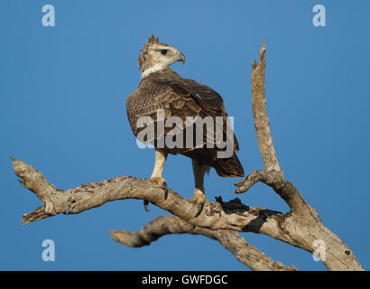 Marziale immaturi Eagle (Polemaetus bellicosus) di vedetta da un albero morto Foto Stock