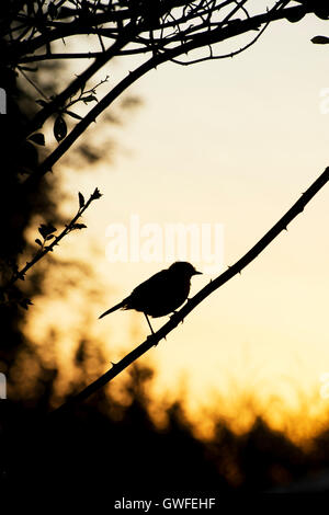 Erithacus rubecula. Silhouette Robin seduto su una rosa rampicante stelo in un giardino inglese di sunrise Foto Stock