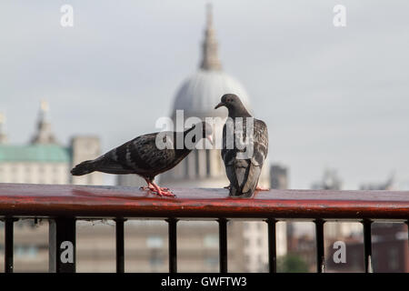 Londra, Regno Unito. Xiii Sep, 2016. Piccioni godetevi il sole mattutino sulla South Bank di Londra e la Gran Bretagna è previsto essere soffocante in un Settembre canicola Credito: amer ghazzal/Alamy Live News Foto Stock