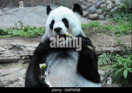 Chiang Mai. Xiii Sep, 2016. Panda gigante Lin Hui alimenta se stessa con bambù a Chiang Mai Zoo nel nord della Tailandia Chiang Mai, Sett. 13, 2016. Chuang Chuang e Lin Hui, un espatriato panda gigante matura dalla Cina, si sono insediati nel nord della Tailandia Chiang Mai Zoo a partire da ottobre 2003. La loro cub Lin Bing, nato nel maggio 2009, è il primo panda gigante nato in Thailandia. Attualmente il giovane vive ancora in Chiang Mai Zoo e continua ad attrarre i fan e i visitatori, mentre Lin Bing era stata inviata alla Cina nel 2013. Credito: Rachen Sageamsak/Xinhua/Alamy Live News Foto Stock