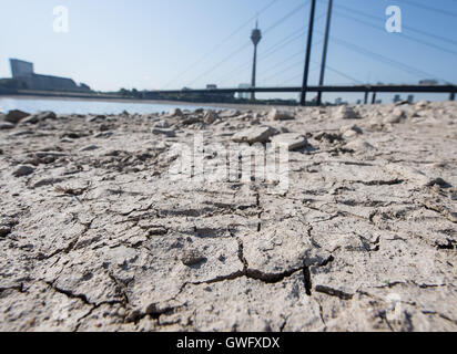 Duesseldorf, Germania. Xiii Sep, 2016. La terra incrinata sul essiccato fino alle banche del fiume Reno a Duesseldorf in Germania, 13 settembre 2016. Foto: WOLFRAM KASTL/DPA/Alamy Live News Foto Stock