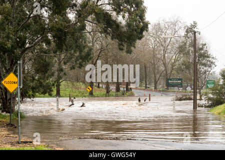 Oakbank, Sud Australia. 14 Settembre, 2016. Allagato strade chiuse in Adelaide Hills come una tempesta ciglia la regione come potenti venti e piogge record causare caos. Ray Warren/Alamy Live News Foto Stock