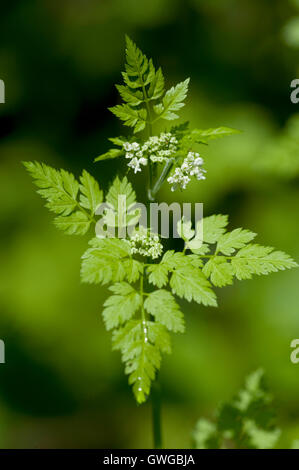 Cerfoglio (Anthriscus cerefolium), fioritura. Germania Foto Stock