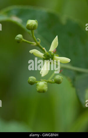 Mandrino comune (Euonymus europaeus), ramoscello con fiori e boccioli di fiori recisi. Germania Foto Stock