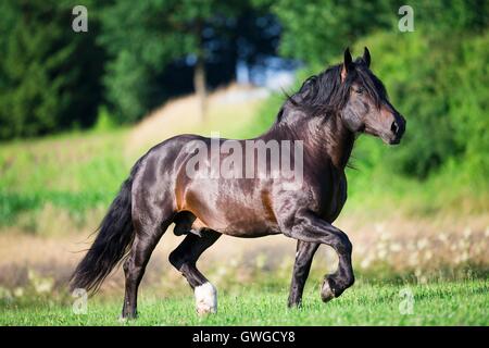 Sud Coldblood tedesco. Bay castrazione trotto su un pascolo. Germania Foto Stock