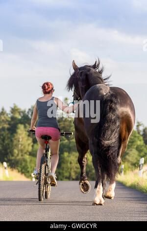 Sud Coldblood tedesco. Donna sulla bicicletta baia leader stallone su una strada. Germania Foto Stock