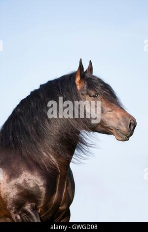 Sud Coldblood tedesco. Ritratto di bay castrazione. Germania Foto Stock