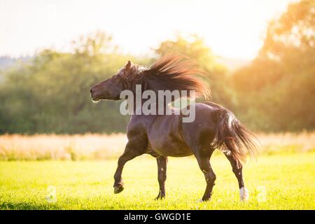 Sud Coldblood tedesco. Bay castrazione al galoppo su un pascolo. Germania Foto Stock