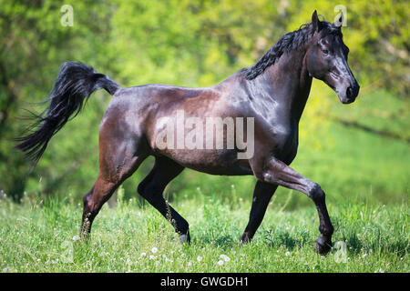 Warmblood bavarese. Nero castrazione trotto su un pascolo. Germania Foto Stock