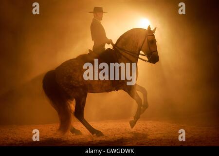 Lusitano. Rider in abito tradizionale eseguendo un piroettare con un stallone grigio di notte. Portogallo Foto Stock