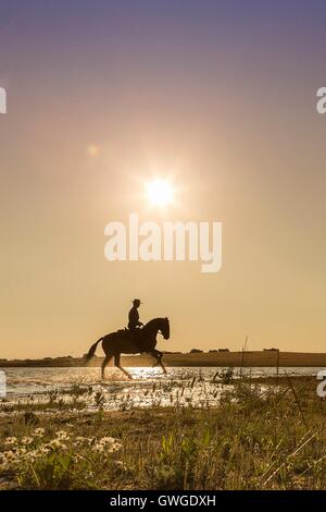 Lusitano. Rider in abito tradizionale al galoppo su una baia stallone attraverso acqua, stagliano contro il cielo di sera. Portogallo Foto Stock