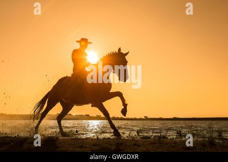 Lusitano. Rider in abito tradizionale al galoppo su una baia stallone attraverso acqua, stagliano contro il cielo di sera. Portogallo Foto Stock