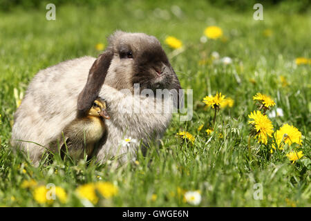 Coniglio nano, Mini Lop e anatroccolo (Indian Runner Duck) su un prato fiorito. Germania Foto Stock