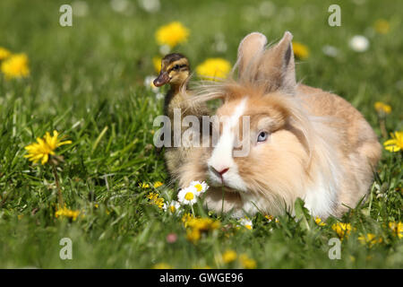 Lionhead rabbit e anatroccolo (Indian Runner Duck) su un prato fiorito. Germania Foto Stock