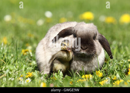 Coniglio nano, Mini Lop e anatroccolo (Indian Runner Duck) su un prato fiorito. Germania Foto Stock