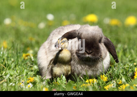 Coniglio nano, Mini Lop e anatroccolo (Indian Runner Duck) su un prato fiorito. Germania Foto Stock