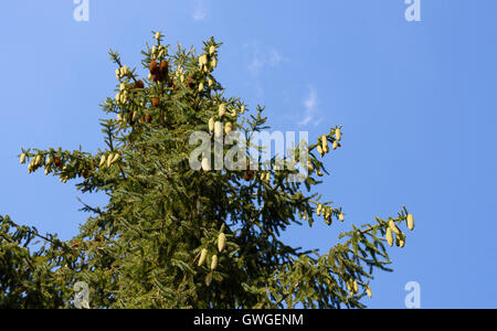 Verde e marrone di rocche su albero di pino oltre il cielo blu Foto Stock
