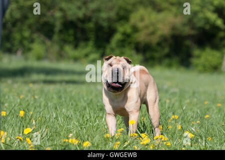Shar-Pei cinese. Cane adulto in piedi in un prato con la fioritura di tarassaco. Germania Foto Stock