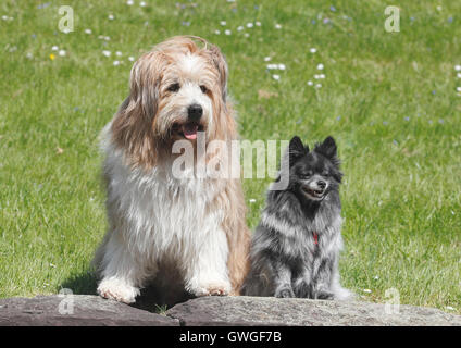 Grande Elo (maschio, 10 anni) e piccole elo (femmina, 5 anni) seduto accanto a ciascun altro su una parete. Germania Foto Stock