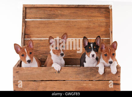 Basenji. Quattro cuccioli (8 settimane di età) in una scatola di legno. Studio Immagine contro uno sfondo bianco. Germania Foto Stock