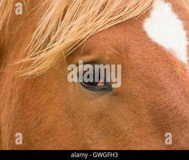 Suffolk Punch cavallo. Close-up dell'occhio. Gran Bretagna Foto Stock