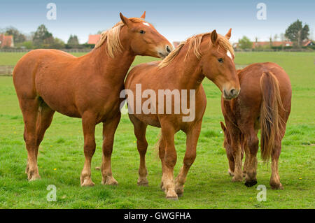 Suffolk Punch cavallo. Tre adulti in piedi su un prato. Gran Bretagna Foto Stock