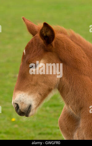 Suffolk Punch cavallo. Ritratto di un puledro. La Gran Bretagna. Gran Bretagna Foto Stock