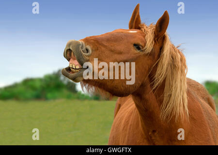 Suffolk Punch cavallo. Ritratto di adulto stallone, facendo il flehmen. Gran Bretagna Foto Stock