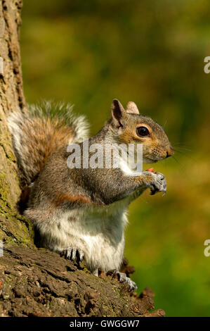 Scoiattolo grigio (Sciurus carolinesis) alimentazione su un albero. Suffolk, Inghilterra Foto Stock