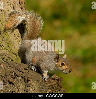 Scoiattolo grigio (Sciurus carolinesis) alimentazione su un albero. Suffolk, Inghilterra Foto Stock