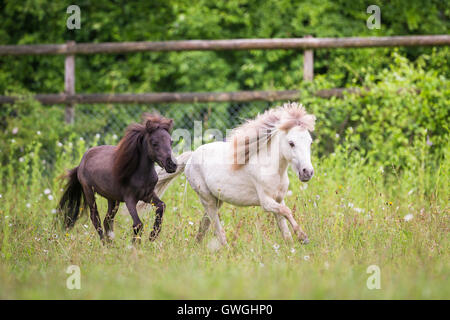 Americano di cavalli in miniatura. Due giovani stallone al galoppo su un pascolo. Svizzera Foto Stock