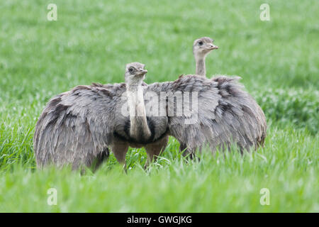 Wild maggiore Rheas (Rhea americana) in erba Mecklenburg-Vorpommern. Germania Foto Stock