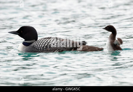 Great Northern Diver (Common Loon) - Gavia immer - in estate piumaggio con pulcini Foto Stock