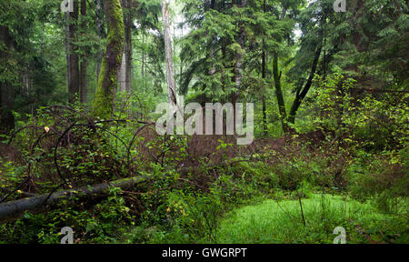 Naturali misti stand della foresta di Bialowieza in mattinata estiva, foresta di Bialowieza, Polonia, Europa Foto Stock