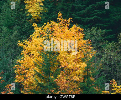 Stati Uniti d'America, Oregon, Willamette National Forest, Autunno-color acero bigleaf spicca nella foresta di conifere, McKenzie Valley. Foto Stock