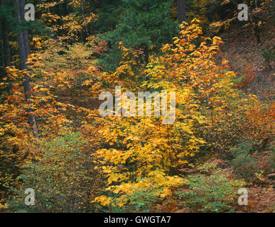 Stati Uniti d'America, Oregon, Willamette National Forest, Autunno-color acero bigleaf spicca nella foresta di conifere, McKenzie Valley. Foto Stock