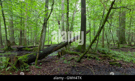 Wet stand di latifoglie in primavera con acqua stagnante dopo la pioggia in primo piano, foresta di Bialowieza, Polonia, Europa Foto Stock