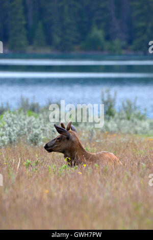Elk o Wapiti - Cervus canadensis Foto Stock