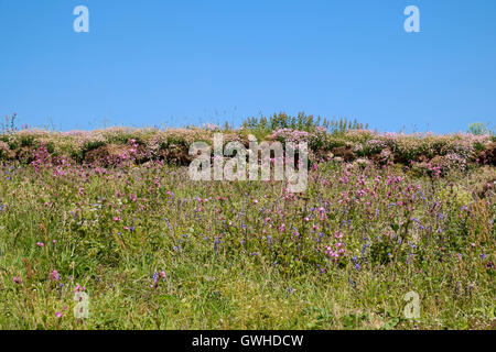 Fiori costiere fioritura ai primi di giugno su una parete rocciosa, Cornwall, England Regno Unito Foto Stock