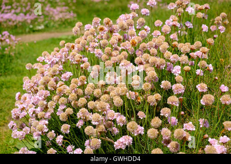 L'Armeria maritima o parsimonia del mare costiero fioritura di fiori di campo all'inizio di giugno, Cornwall, England Regno Unito Foto Stock