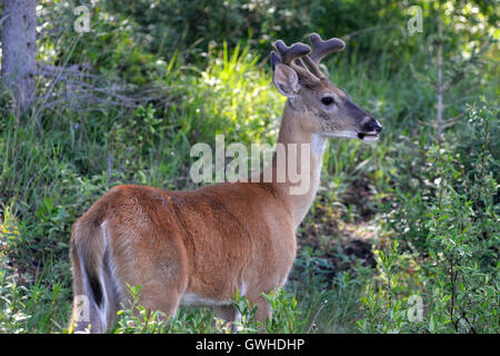 Mule Deer - Odocoileus hemionus - giovane maschio in velluto Foto Stock