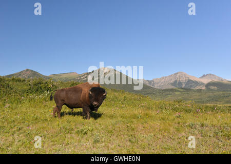 Bison - Bison bison bison. Waterton, Canada. Foto Stock
